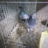 حیوانات پرنده|پرنده|قشم, |دیوار