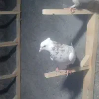 فروش تعدادی کبوتر کلای پالخت