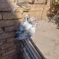 سه عدد کبوتر پرشی|پرنده|یزد, |دیوار