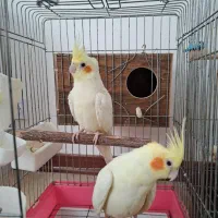 عروس هلندی مولد به شرط