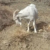 بزغاله سانن جهت اصلاح نژاد دوقلو زا