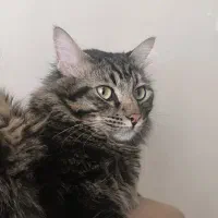 گربه گمشده|حیوانات|تبریز, |دیوار