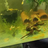 گوپی مولد و بچه ماهی|ماهی|پاکدشت, پاکدشت (مامازند)|دیوار