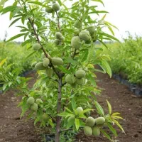فروش نهال بادام  تضمینی