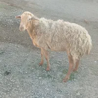 گوسفند جوان