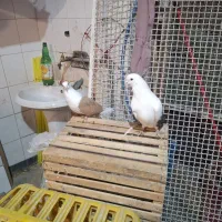 کبوتر|پرنده|صالح آباد, |دیوار