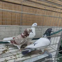 کبوتر کفتر گرفتنی ساعت بالا جنازه|پرنده|هشتگرد, |دیوار