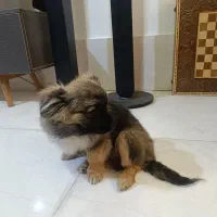 واگذاری سگ پامرخرسی چن ماهه کوچولو|سگ|شیراز, شهرک مهدی‌آباد|دیوار