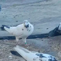 کبوتر در پرنده