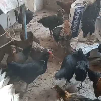 مرغ جهادی دم تخم بعضی هاشونم تخم میکنن