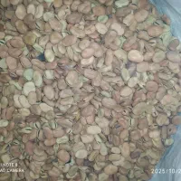 بذر باقلا