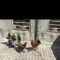 غول پیکر برهما و سلطان|حیوانات مزرعه|قم, در بهشت|دیوار