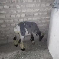 بره ماده