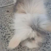 فروش خرگوش بسیار زیبا و بازیگوش