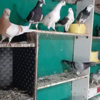 کبوتر   ‌.  شازده