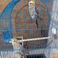 یک جفت عروس هلندی