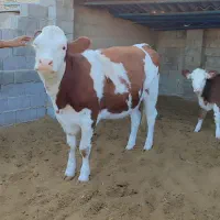 گاو|حیوانات مزرعه|شیراز, بید زرد|دیوار