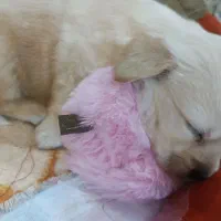 سگ پاکوتاه پامر