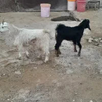 ۳ تا کهره ماده