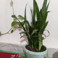 گل سانسور یا