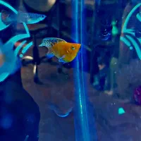 مولی بالن . مولی گاوی|ماهی|شهریار, شهرک وائین|دیوار