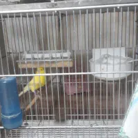 قناری|پرنده|برخوار, |دیوار