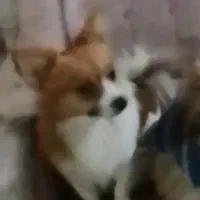 پامرین روباهی نر(پنج ملیون)|سگ|قرچک, پویینک|دیوار