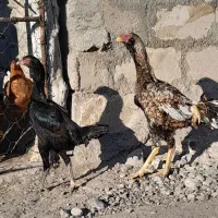 خروس لاری|حیوانات مزرعه|اردبیل, |دیوار