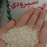 برنج شیرودی درجه یک فریدون‌کنار|خوردنی و آشامیدنی|اراک, |دیوار