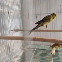 قناری درشت سوپری رسمی بلند|پرنده|مشهد, ایثارگران|دیوار