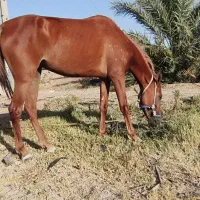 اسب مادیان