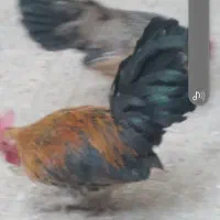 مرغ و خروس مینیاتور ی