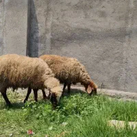 2 راس گوسفند