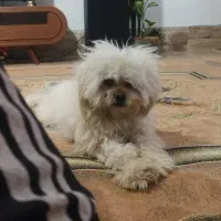 گمشده|حیوانات|نیشابور, محله میدان باغات|دیوار