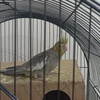 عروس هلندی|پرنده|پاکدشت, پاکدشت (مامازند)|دیوار