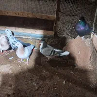 پنج عدد کبوتر