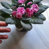 گل بنفشه