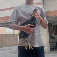 مرغ لاری افغان