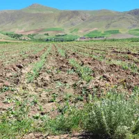 زمین-کشاورزی-دیم-به-همراه-زمین-برای-ساخت-خانه