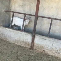 نر بز سانن پاژن سانن|حیوانات مزرعه|کوار, |دیوار