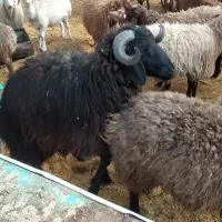 بره نروماده خرج خورده هم برا کشتار هم پروار ۳۷۰|حیوانات مزرعه|کاشان, فاز ۱ ناجی آباد|دیوار