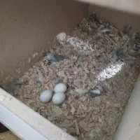 عروس هلندی|پرنده|قم, انصار‌الحسین|دیوار