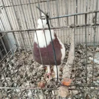 کبوتر طوقی|پرنده|فولادشهر, B2|دیوار