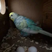 مرغ عشق جوان با ۷ تا تخم