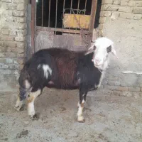 قوچ نامی اصیل