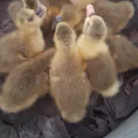 فروش بچه غاز