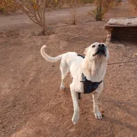 سگ سراب جنس عالی برای گله|سگ|تاکستان, |دیوار