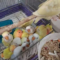 طوطی برزیلی