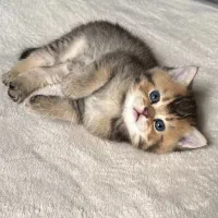 بچه گربه بریتیش|گربه|تهران, المهدی|دیوار