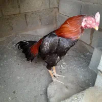 مرغ و خروس|حیوانات مزرعه|میناب, |دیوار